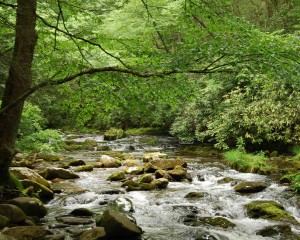 mountain stream